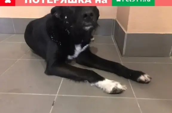 Найдена собака в СПб, окрас чёрный, ищут хозяина!