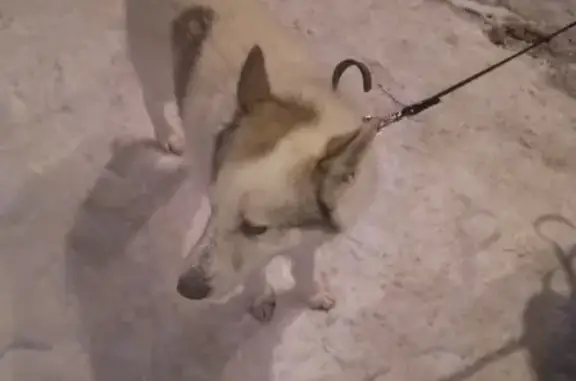 Найдена собака в Петрозаводске на ул. Калинина