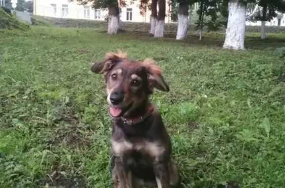 Пропала собака Дина в Мценске, Орловская область