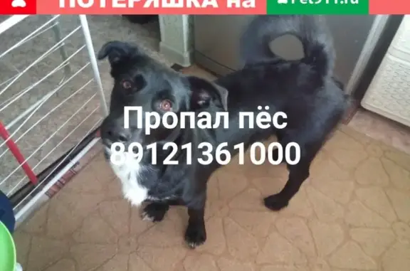 Пропала собака в Усинске, помогите найти!