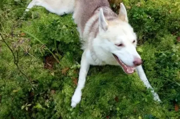 Пропала собака Джесси в районе Победы-Юбилейная (Вологодская область)