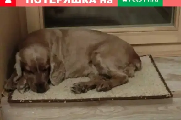 Пропала собака Дейзи, район Ягры, пр. Бутомы, Северодвинск