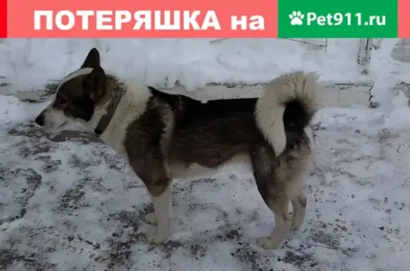 Найдена собака на улице Коли Мяготина, Курган, декабрь 2018.