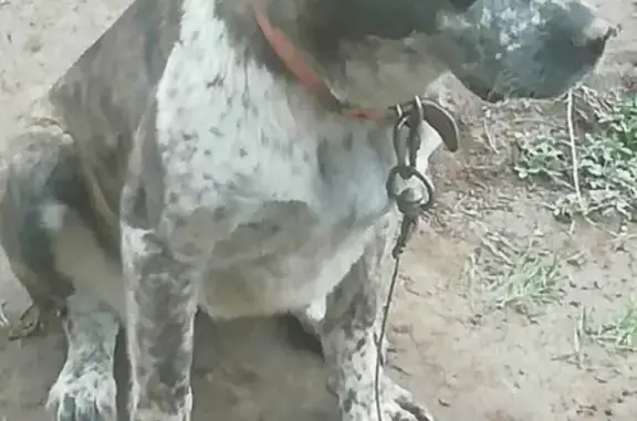 Пропала собака Тагира в Новоталице, нужна помощь!