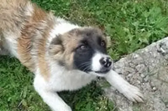 Пропала собака Найда в Отрадном