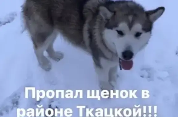 Пропал щенок Аляскинского маламута в районе Ткацкой, вознаграждение.
