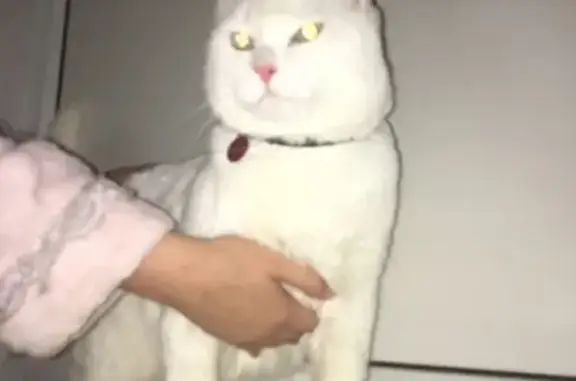 Найден белый кот Васька в Вилючинске