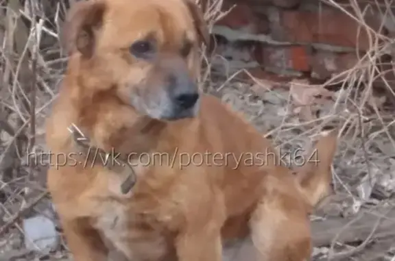 Пропала собака в Саратове, адрес: Чернышевская, 4-й Волжский проезд.