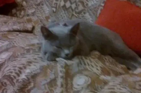 Найдена кошка на улице Звёздная, Астрахань