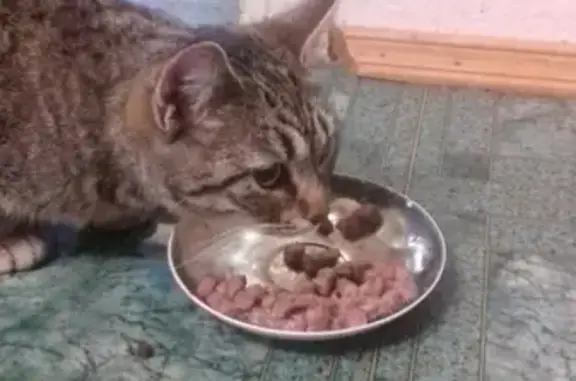 Найдена тигровая кошка на ул. Кольцова