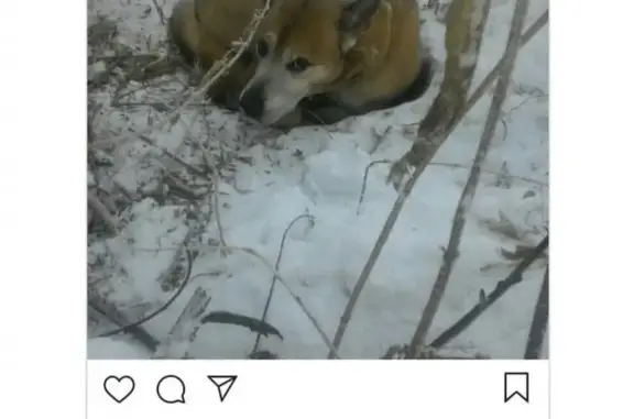 Найдена собака Бакс в Иркутске!