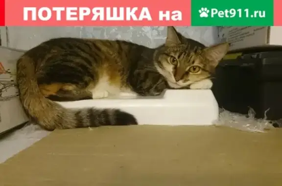 Пропала кошка Мася в Коми