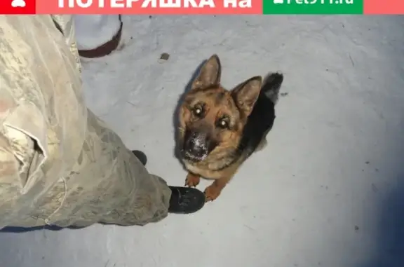Пропала собака Лава в районе Путевых, Омск