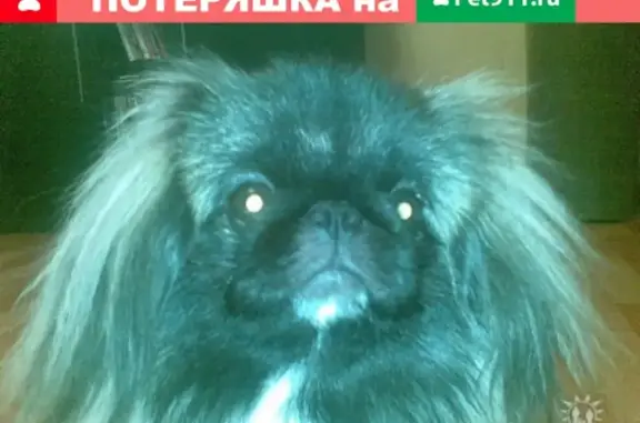 Пропала собака в Самаре, р-н Зубчаниновки, вознаграждение.