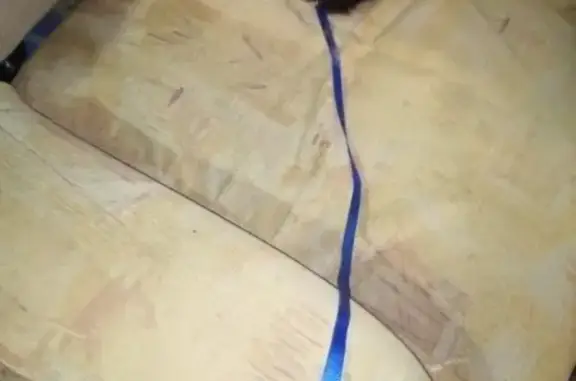 Найдена кошка с ошейником в Южноуральске