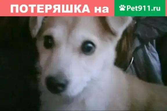 Найдена собака на перекрестке ул. Короткая - Коста/Хетагурова