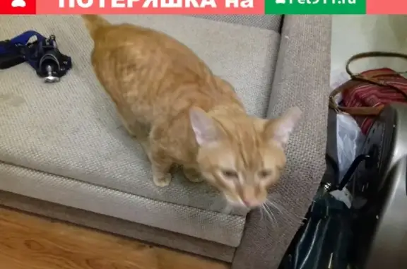 Найдены кошка и кот в Перми, адрес: Беляева 40