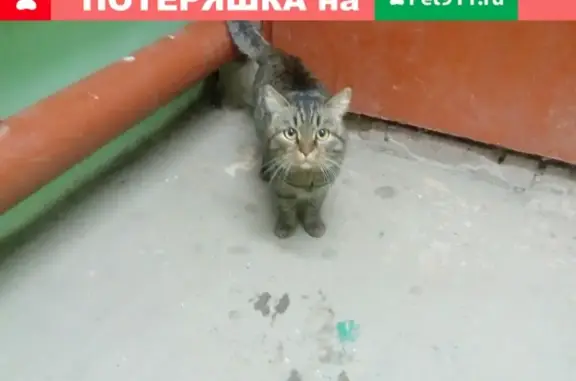 Найден кот в Перми, ищет хозяев.