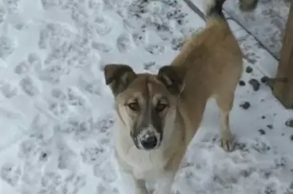Пропала собака породы лайка по адресу Нижнеудинск, вознаграждение 100%