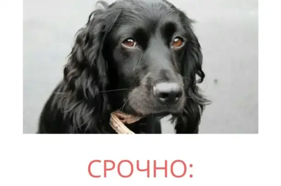 Пропала собака на ул.Свободы, Тюменская обл.