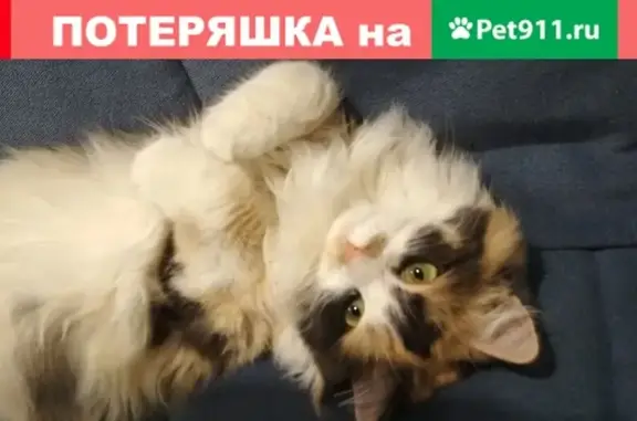 Найдена кошка на ул. Московская!