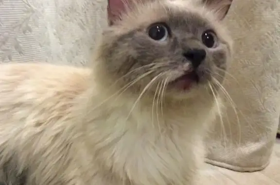 Найден породистый кот в Новочеркасске, ищу хозяев!