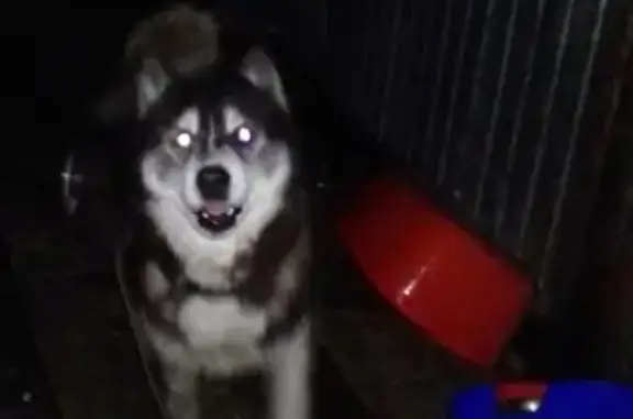Пропала собака на пр. Ленина, Новороссийск