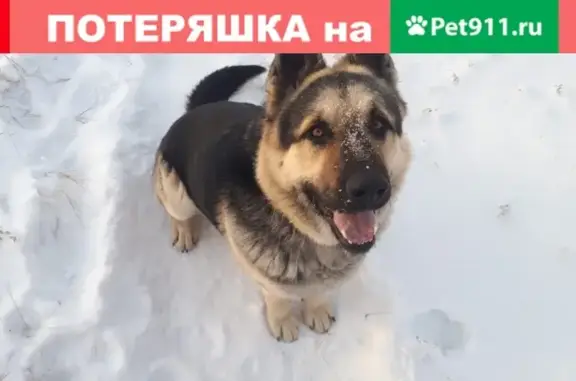 Пропал пёс Дик в Калаче, Воронежская область