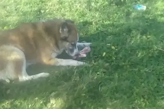 Пропала собака Тунгус в Комсомольске-на-Амуре