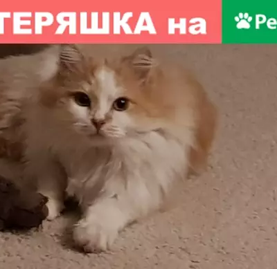 Пропала кошка в Новой Пробе, ЛО с телефоном для связи