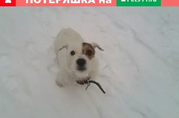 Пропала собака в СПб, Красносельский район, Лигово.