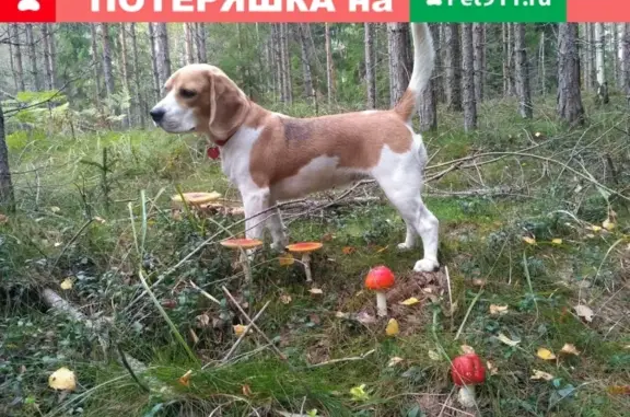 Пропала собака в СПб районе Выборгский/Калининский с описанием и контактным телефоном.