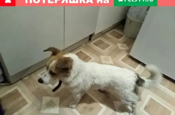 Найден пес породы Джек Рассел Терьер в Череповце