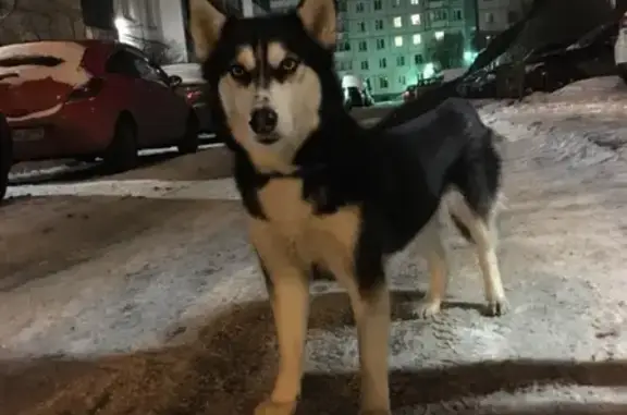 Найдена собака хаски на ул. Ижорского батальона, Санкт-Петербург