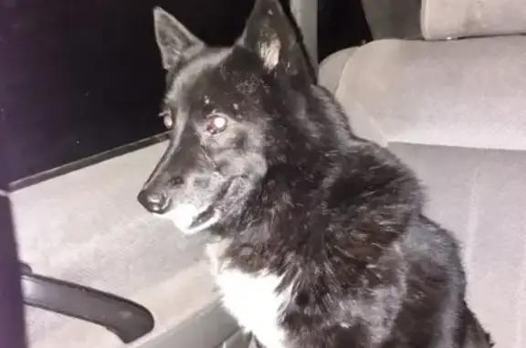 Пропала собака Тайга в Важино, Ленинградская область