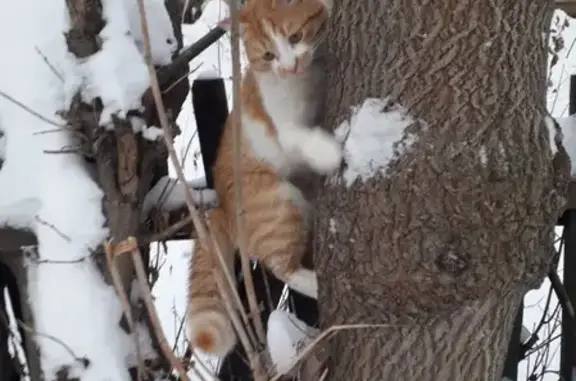 Пропала кошка в Лермонтове: Максимальный репост!