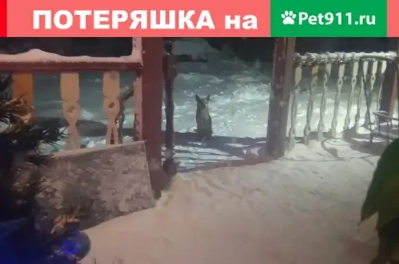 Найдена собака в СНТ Спутник, ЛО