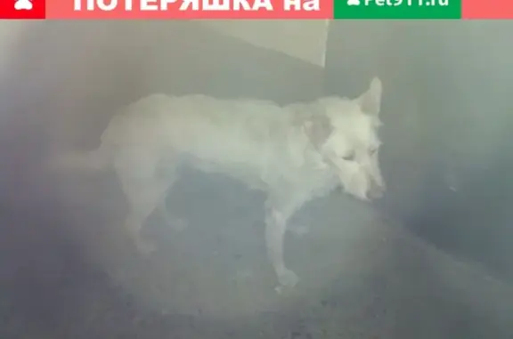Найден крупный пёс во дворе многоэтажек в Абакане, Республика Хакасия.