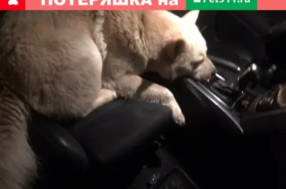 Найдена худая собака в Птицеграде, ищем хозяина!