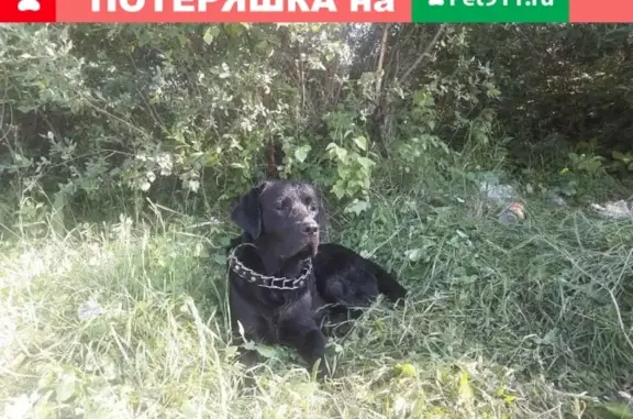 Пропала собака в Иркутской области, 11 микрорайон, лабрадор, кобель 2 года.