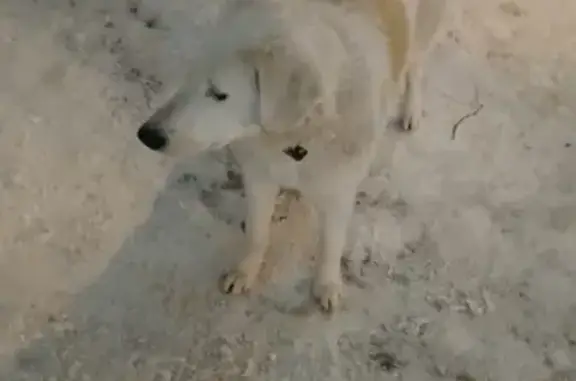 Найдена белая собака на Декабристов в Казани