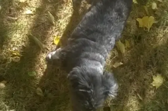 Пропала собака в Тольятти, рядом с фрегатом