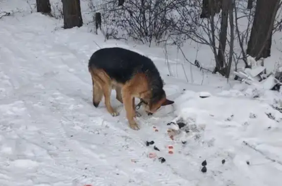 Найдена собака, посёлок Наилы, фото: Найдена собака в Наилах, ищем хозяев!