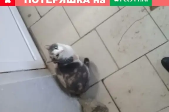 Пропала кошка Маруся на Комсомольской 46, видели на Ленина в Монетке