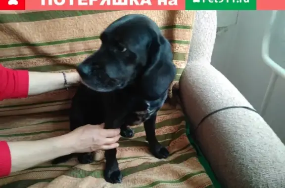 Найдена собака на улице Клюквина, 30 в Калуге