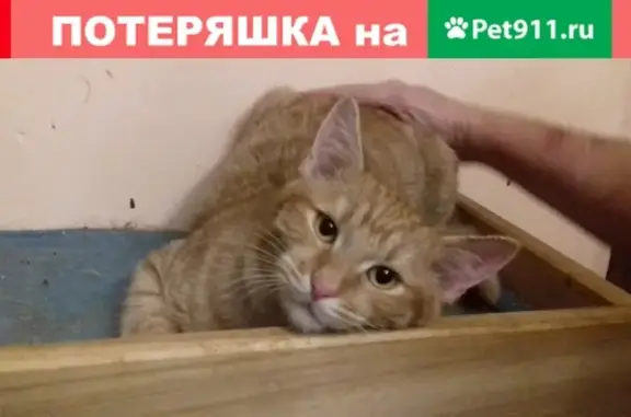 Найден рыжий кот в Москве