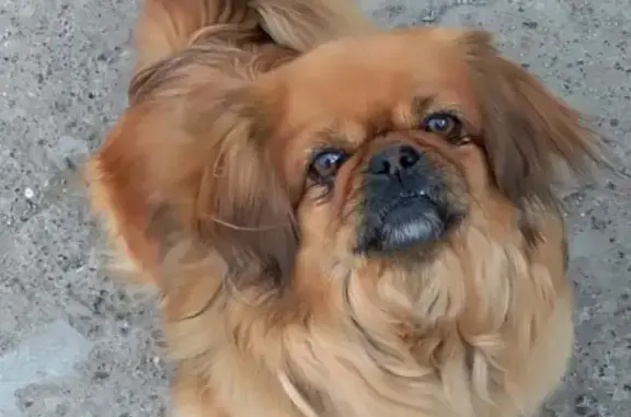 Собаки потеряшки, Уральск, фото: Потеряшка собака породы Пекине в селе Уральск, Учалинский район