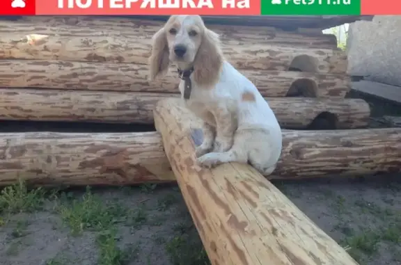 Пропала собака в Белозерске, нужна помощь!