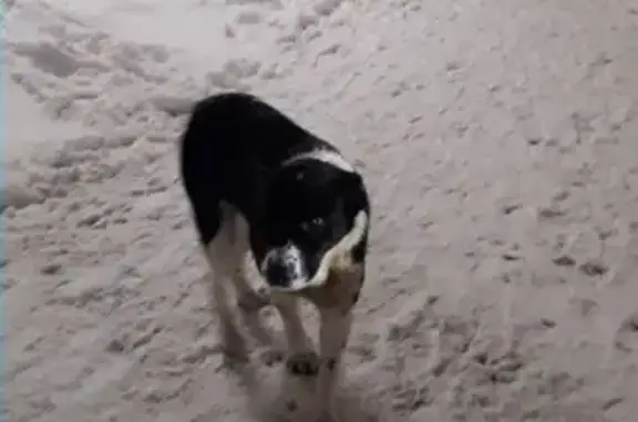 Пропала собака в Липецке, найден алабай! SOS!