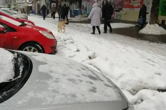 Собака потерялась возле магнита на ул. Мира, Азов.